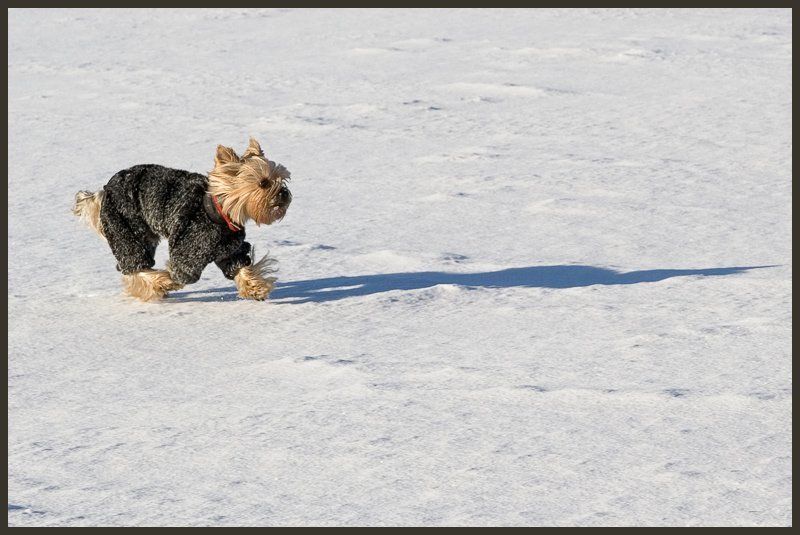 финский залив, собака, зима покоритель снежных пустынь фото превью