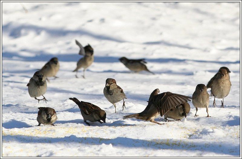 ... я прикрою! фото превью