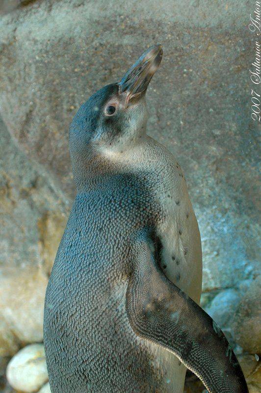 , Антон Салтанов