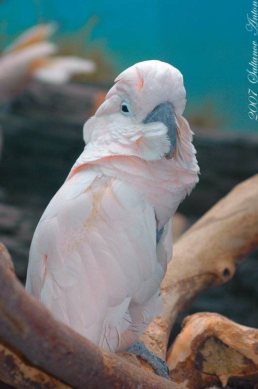 попугай., Антон Салтанов