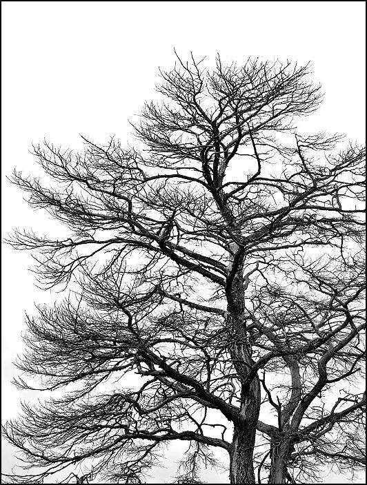 Дерево, небо, Самолинов Андрей