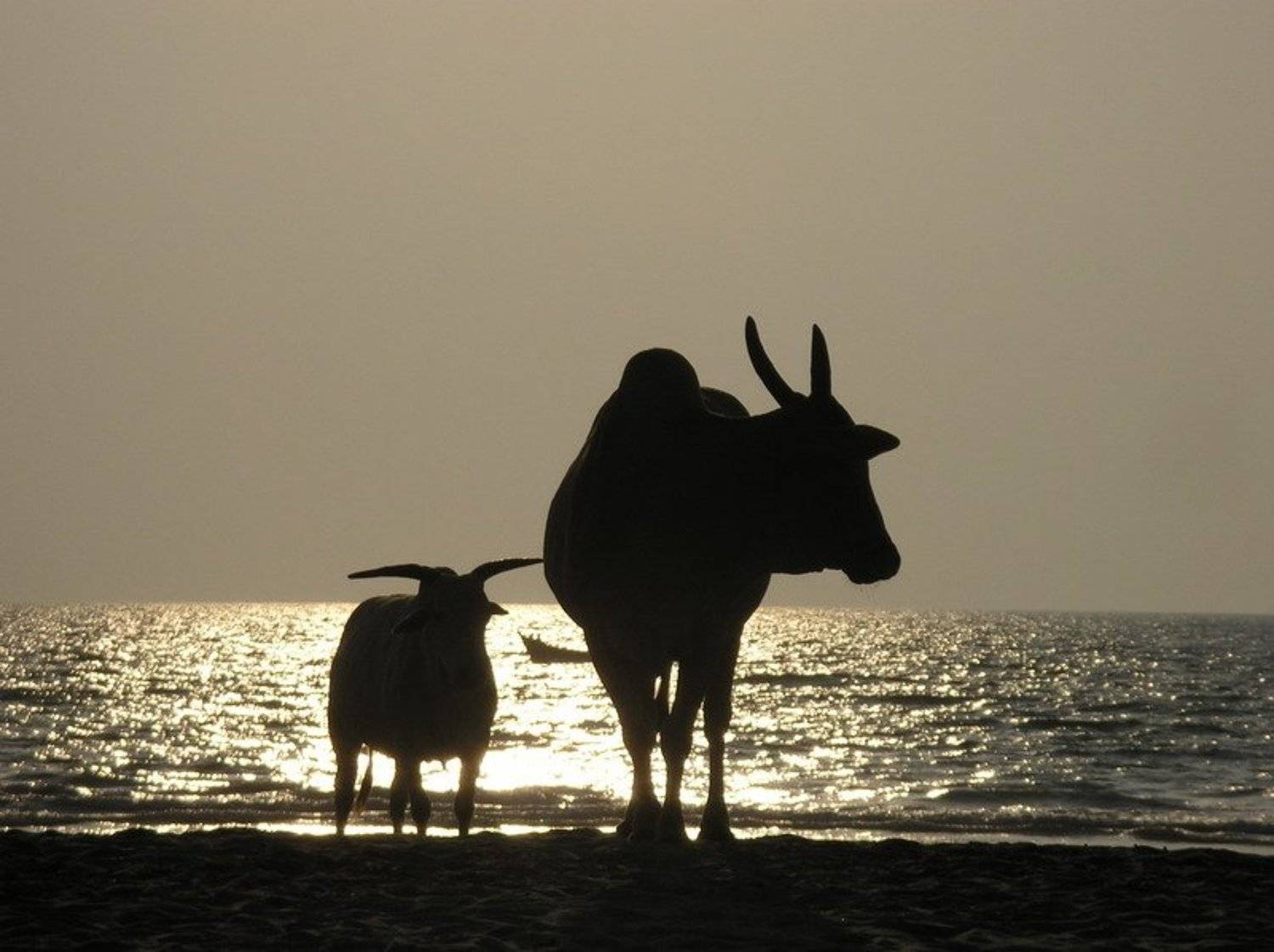 гоа, коровы, закат, арамболь, Stesh