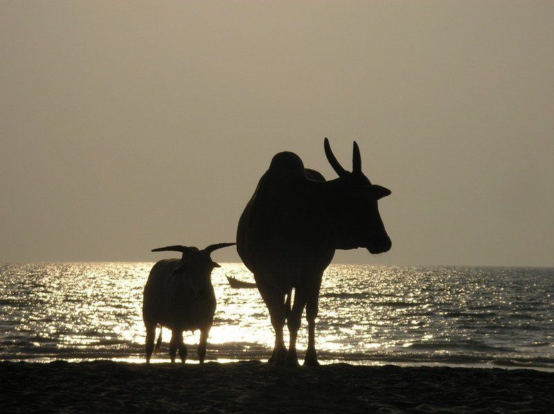 гоа, коровы, закат, арамболь Этих двух телок я снял на пляже в Гоа фото превью