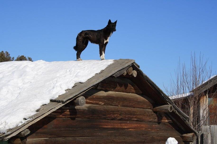 Бурятия, зима, озеро, Котокель, Исток, дом, собака, Олег Шубаров