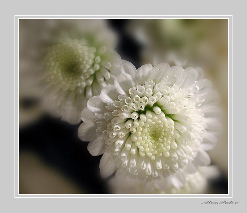 8,марта,женщины,девушки,милые,праздник,открытка,путев С Наступающим ВАС Милые...!!! фото превью