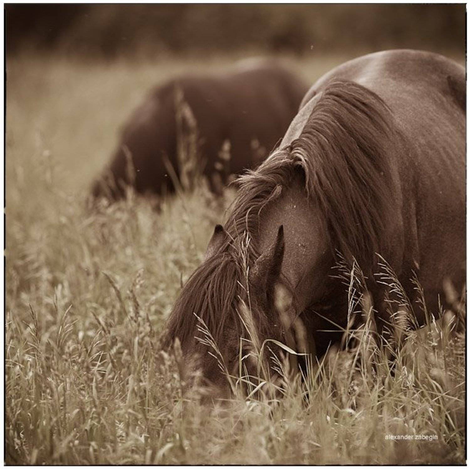 лошадь, лошади, конь, horses, horse, equi, zabegin, Alexander Zabegin