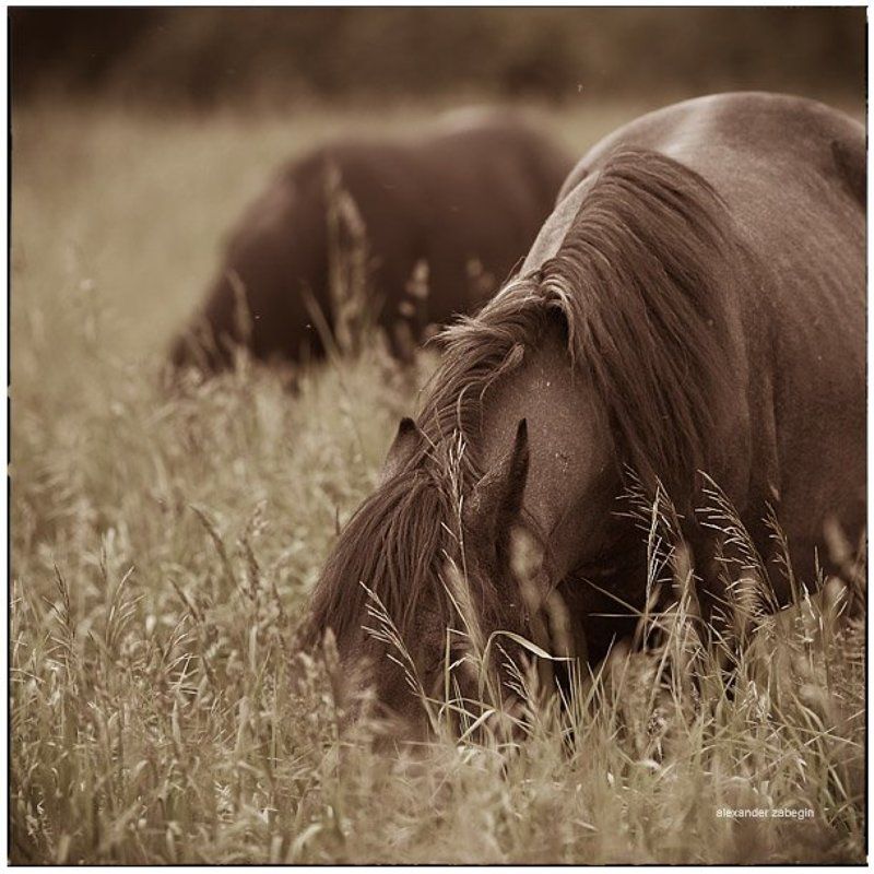 лошадь, лошади, конь, horses, horse, equi, zabegin *** фото превью