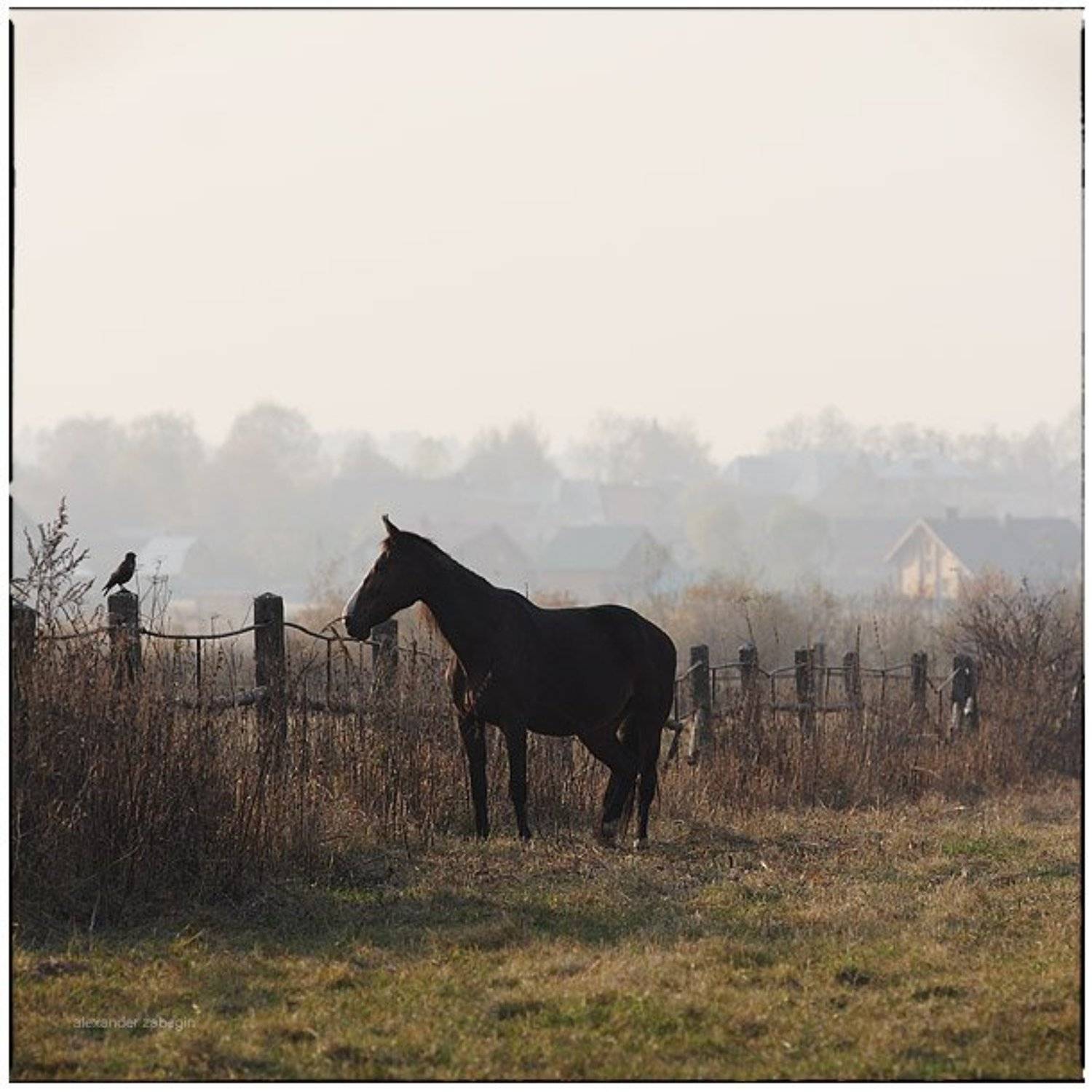 лошадь, лошади, конь, horses, horse, equi, zabegin, Alexander Zabegin