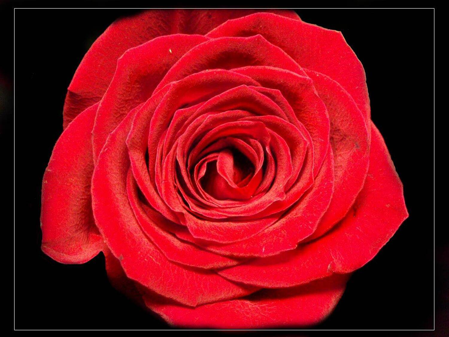 роза, красное, черное, Иа