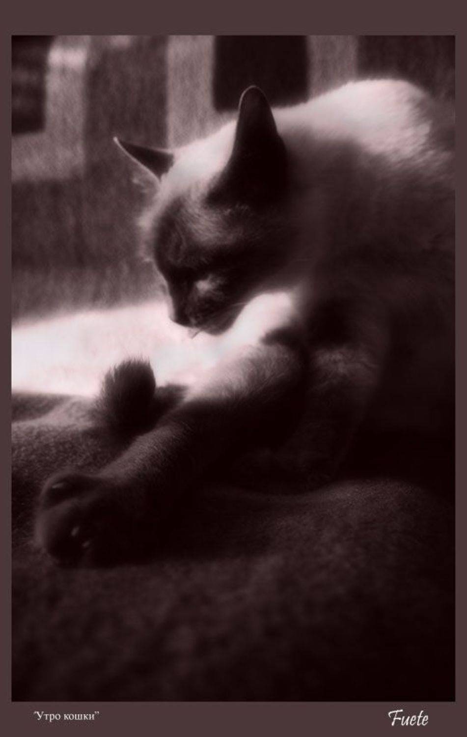 Лита, кошка, умывание, утро, животные, fuete, fuete