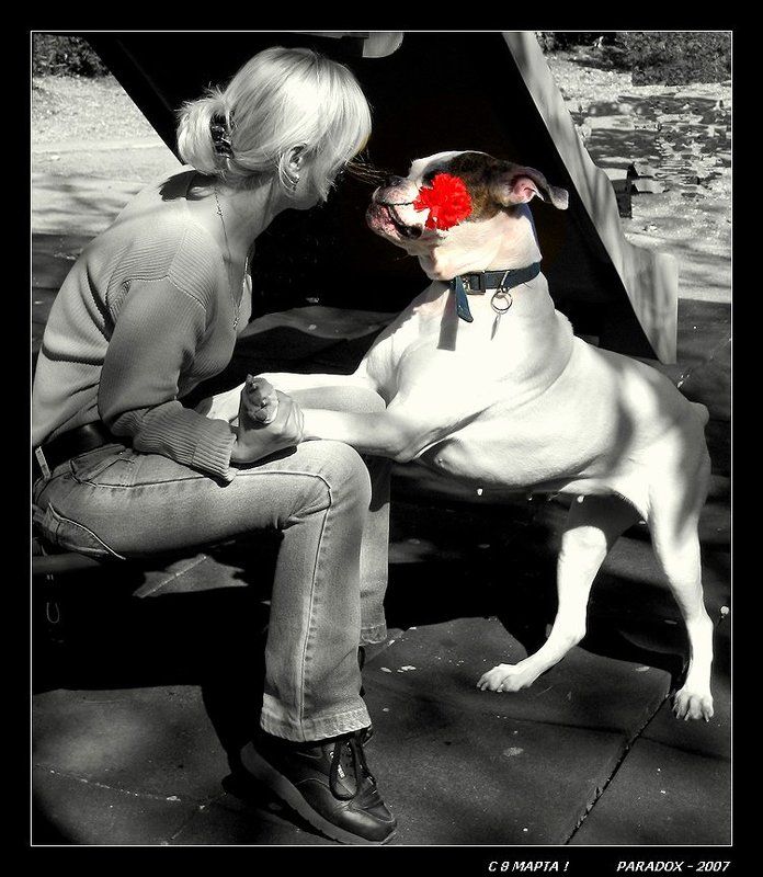 8 марта, верность, любовь, цветы, PARADOX О верности и любви фото превью