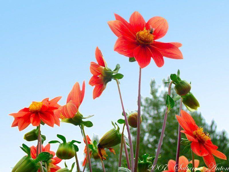 цветы, Антон Салтанов