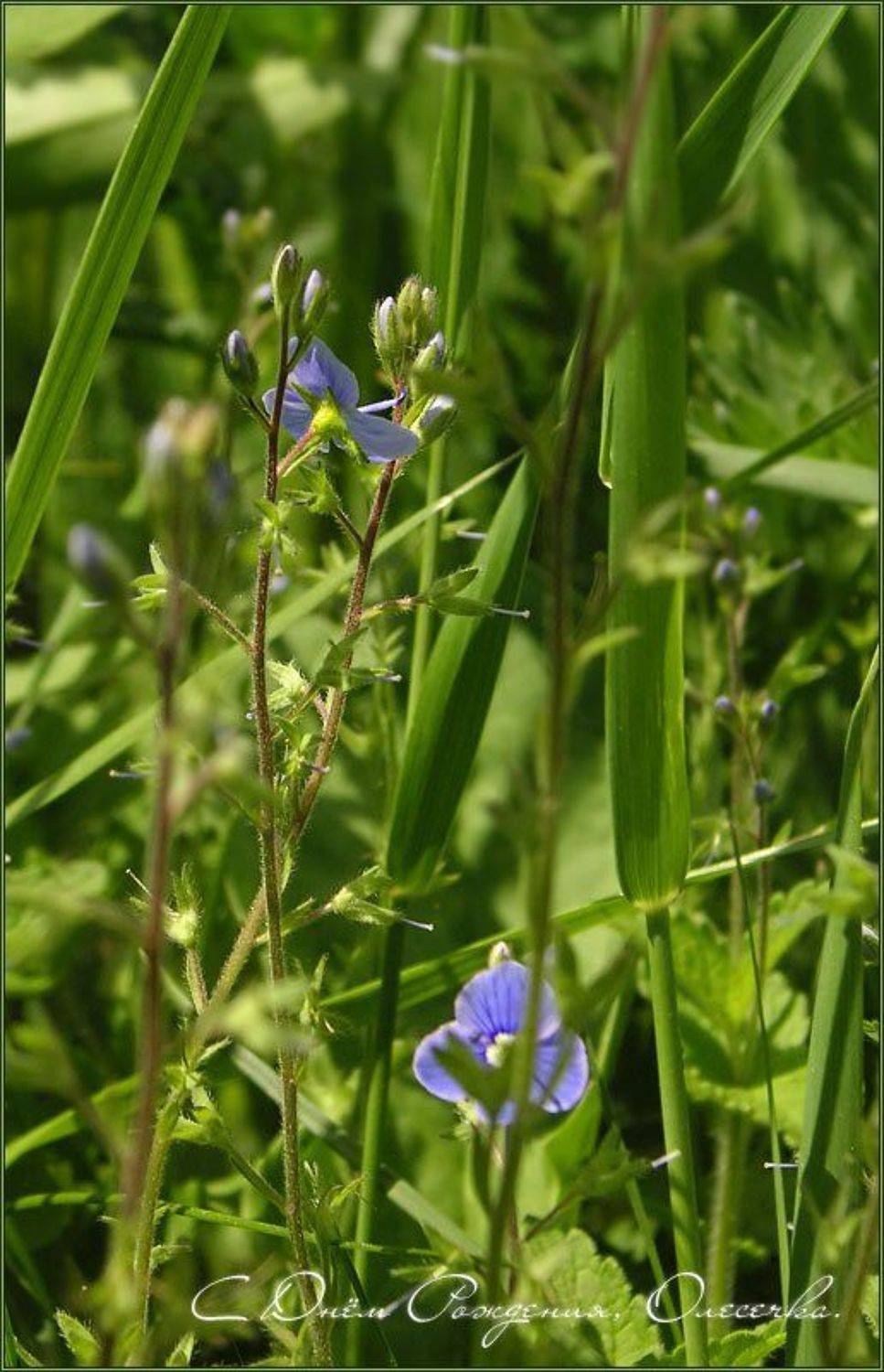 лето жара трава цветы, Олеся Ласкова