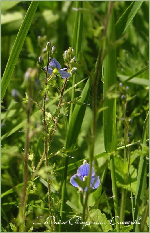 лето жара трава цветы себе любимой =) фото превью
