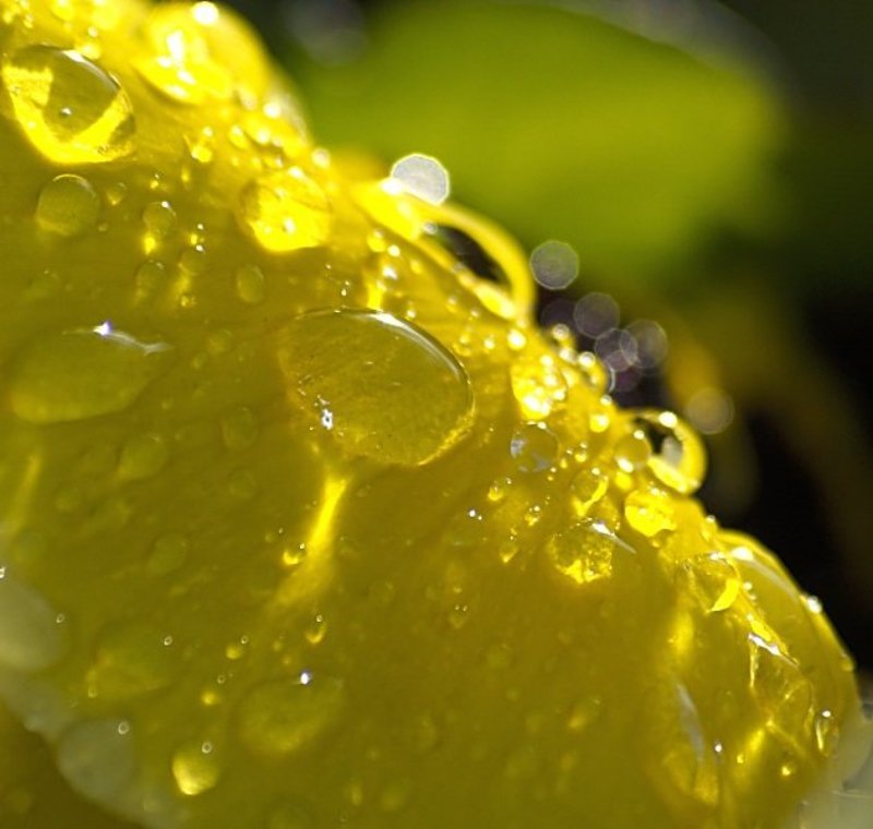 цветы, капли Капли (с прошедшим праздником!) фото превью