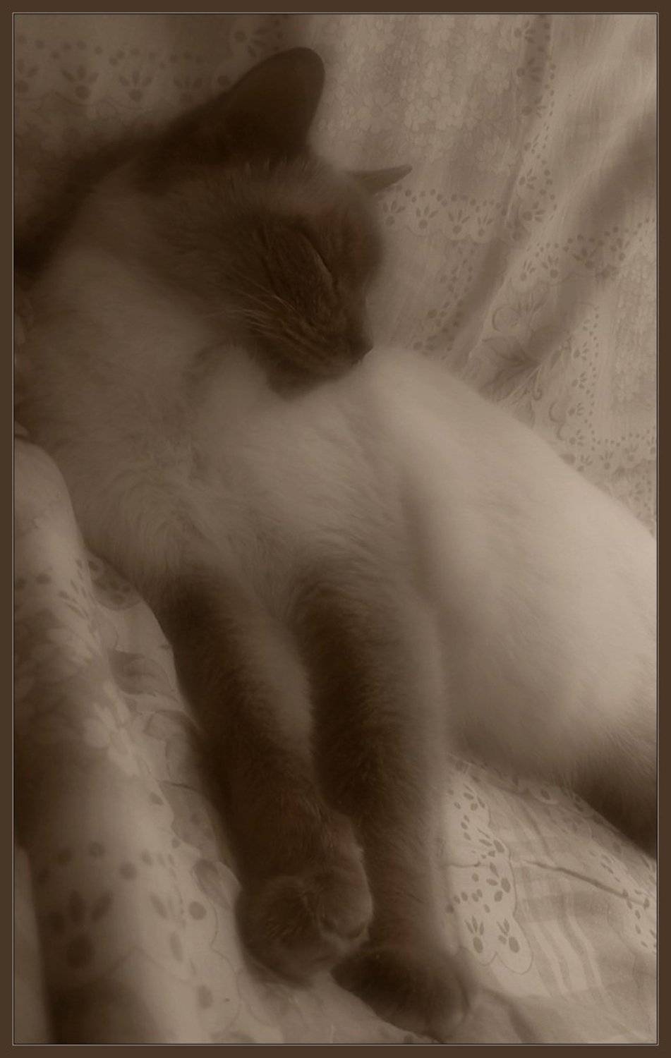 Лита, кошка, fuete, сон, животные, fuete