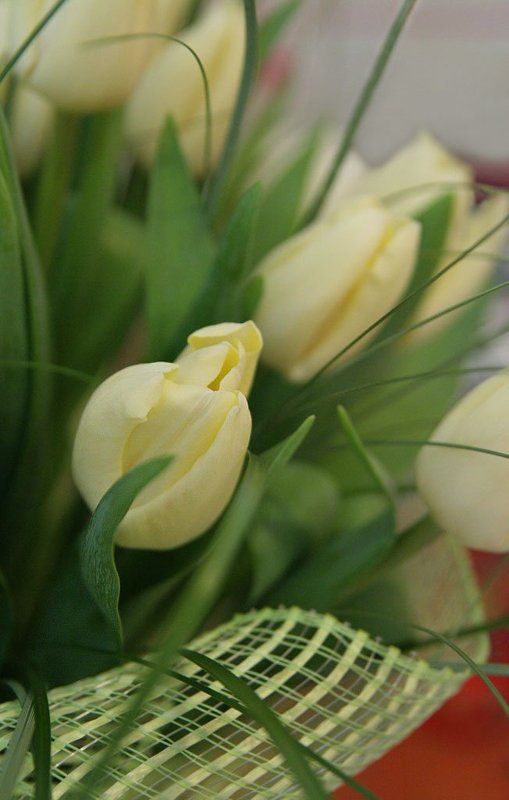 весна, тюльпаны, нежность, март Нежное прикосновение весны фото превью