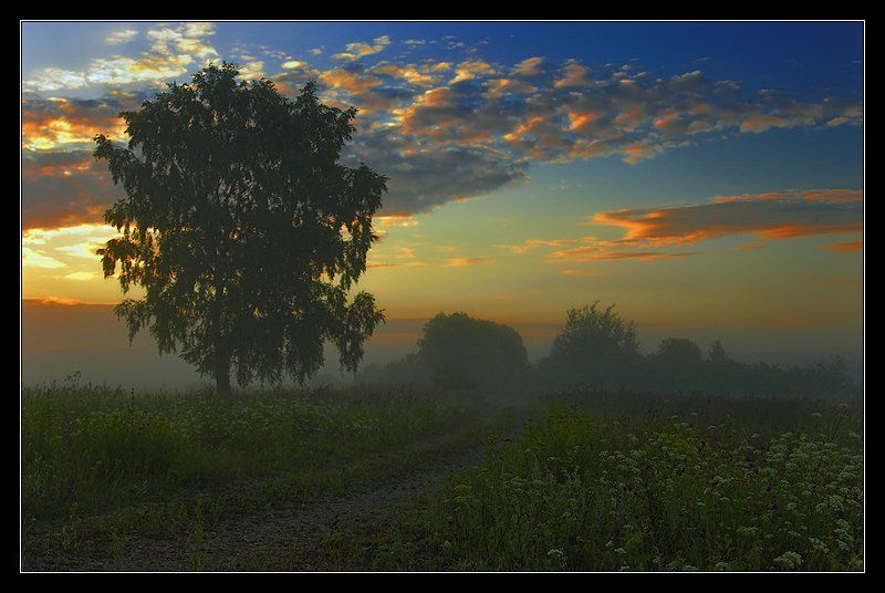 Туман утро рассвет дорога береза ~ 010 ~ фото превью