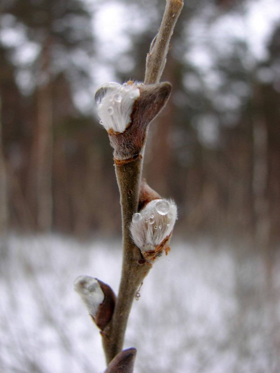макро, капли, почка, весна, жизнь, Каплин Антон