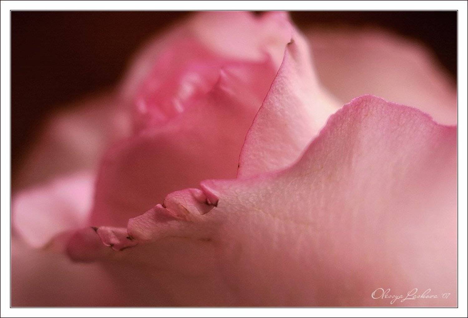 роза, нежность, тронутость, Олеся Ласкова