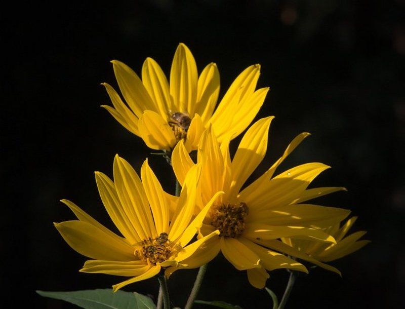 осень * * * фото превью