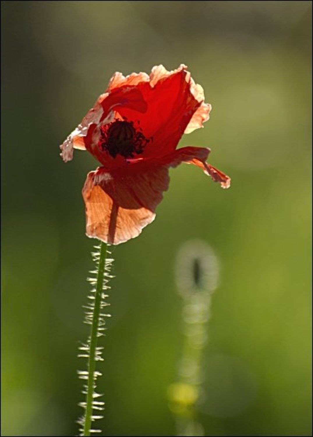 цветы, маки, Дмитрий Бречалов
