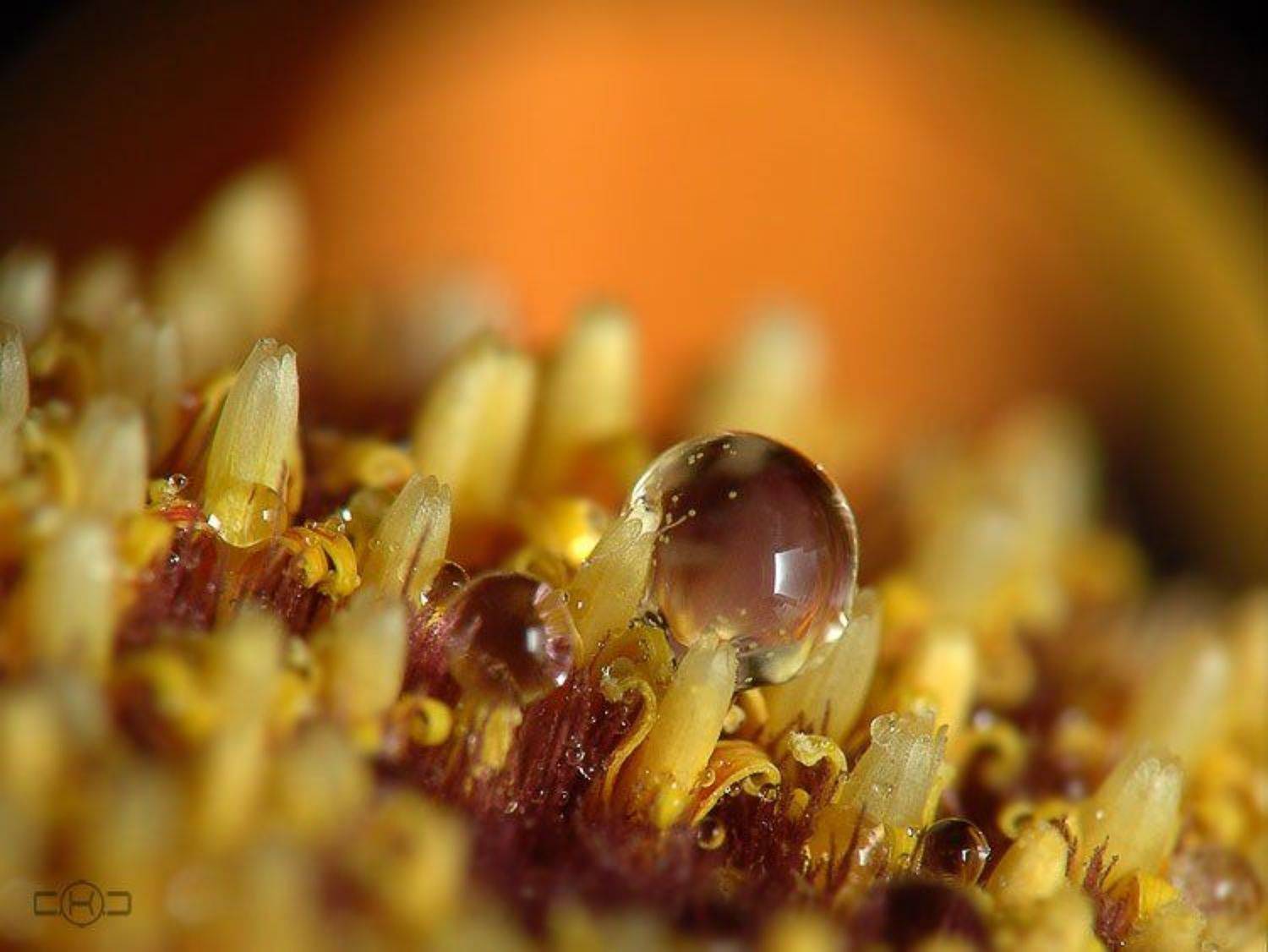 гербера, капли, сладость, нежность, C.K.C