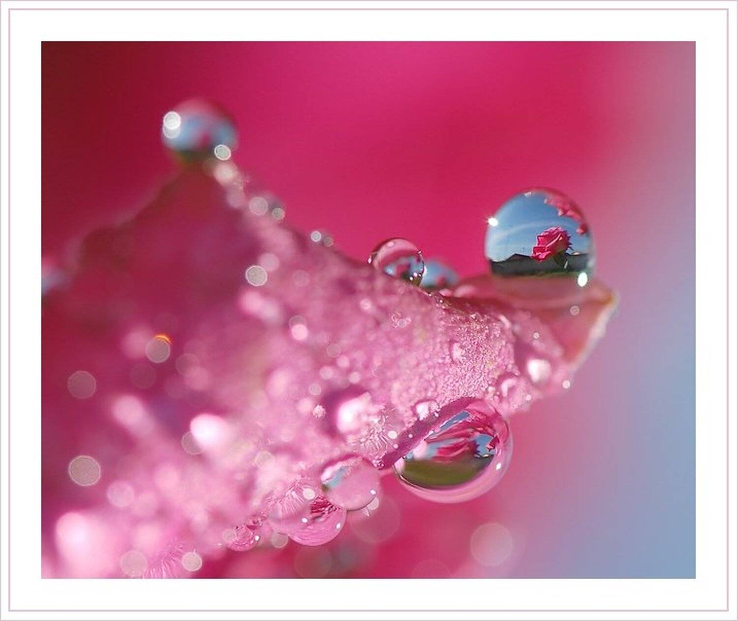 капля, роза, лепесток, chark