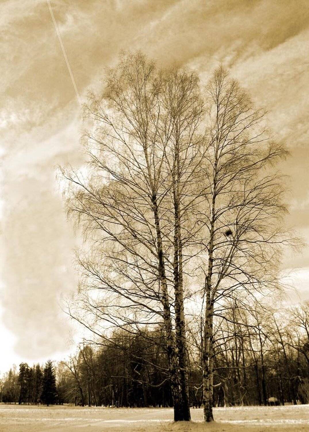 зима, пейзаж, береза, гнездо, след от самолета, s4v4