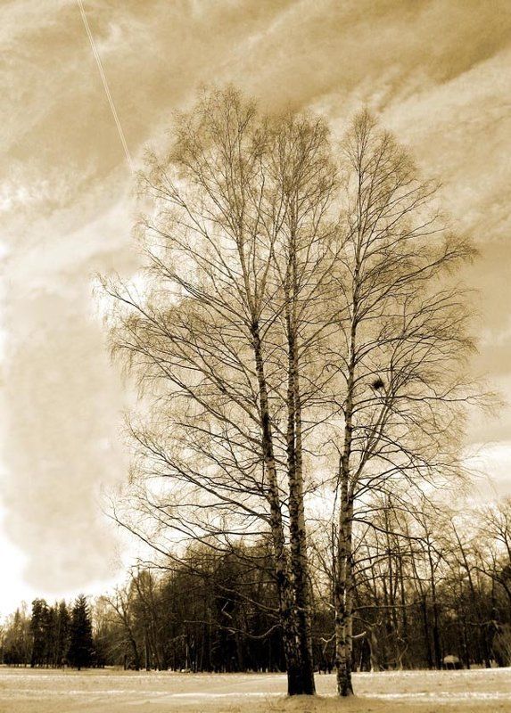 зима, пейзаж, береза, гнездо, след от самолета Последний зимний пейзаж фото превью