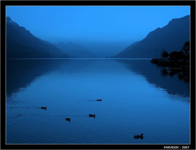 Швейцария, Озеро, Бриенц, Утки, пятерка уток,вечер,PARADOX Озерное шоу без маленьких лебедей фото превью