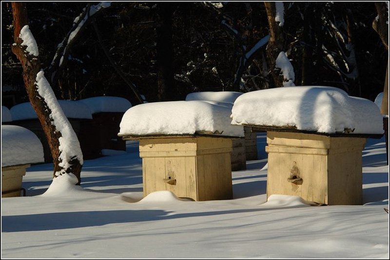 зима, весна, ульи Спят еще... фото превью
