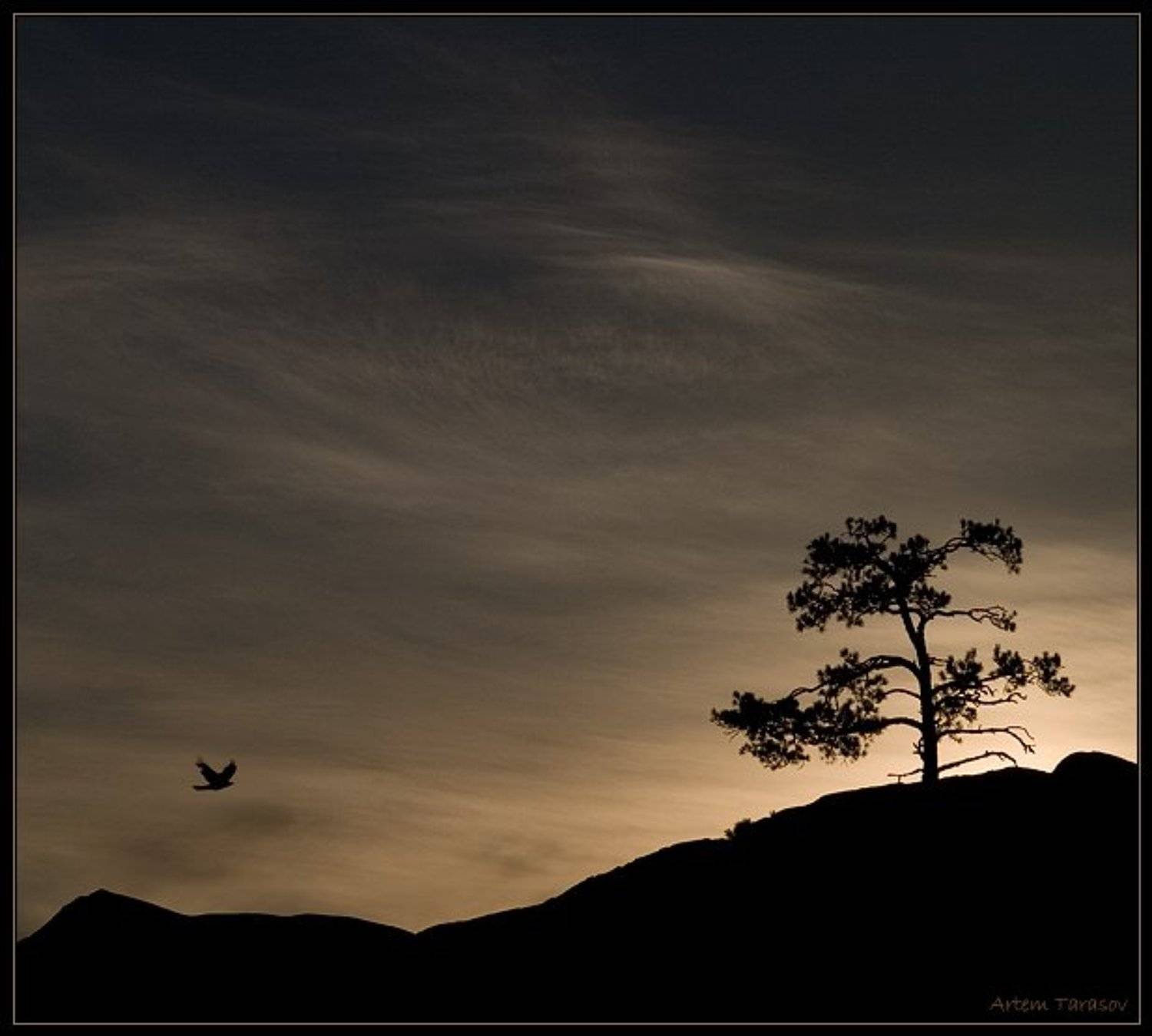 рассвет, дерево, птица, горы, Артём Тарасов