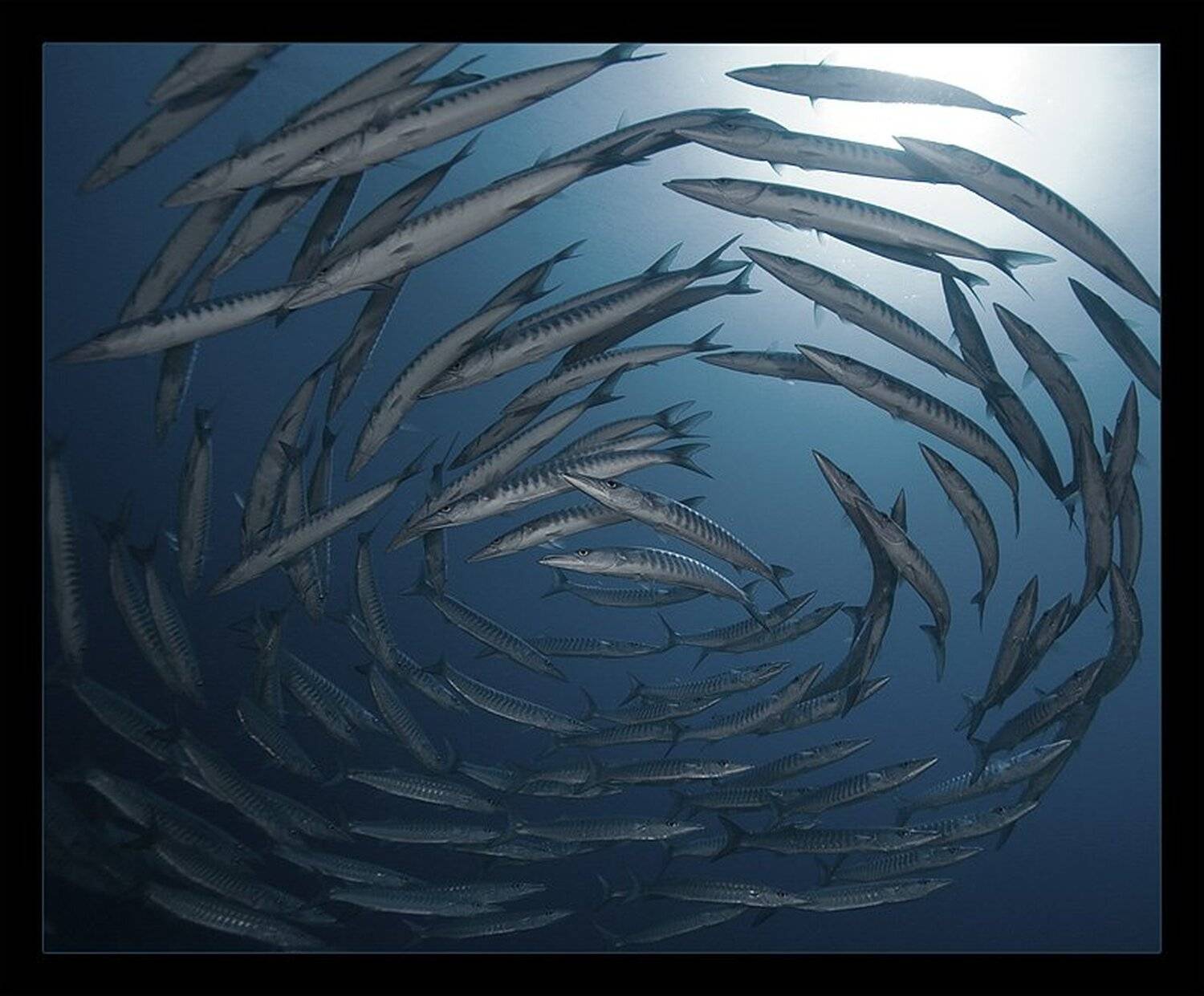 Барракуды, Красное море, Водоворот, Torchuck