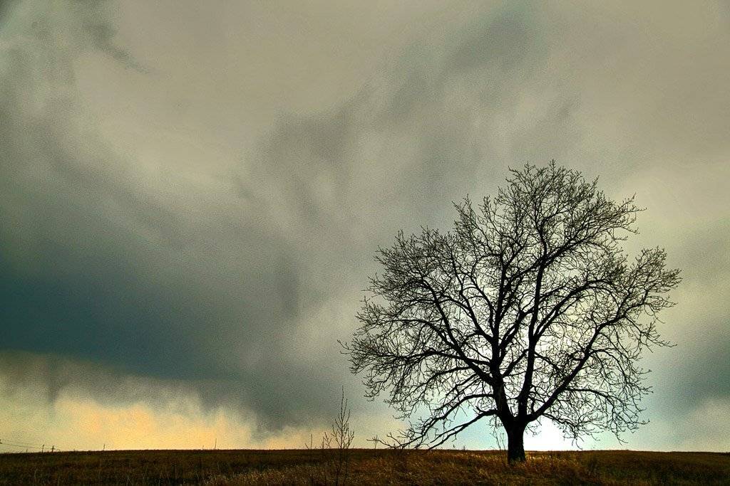 дерево, гроза,, artboogie
