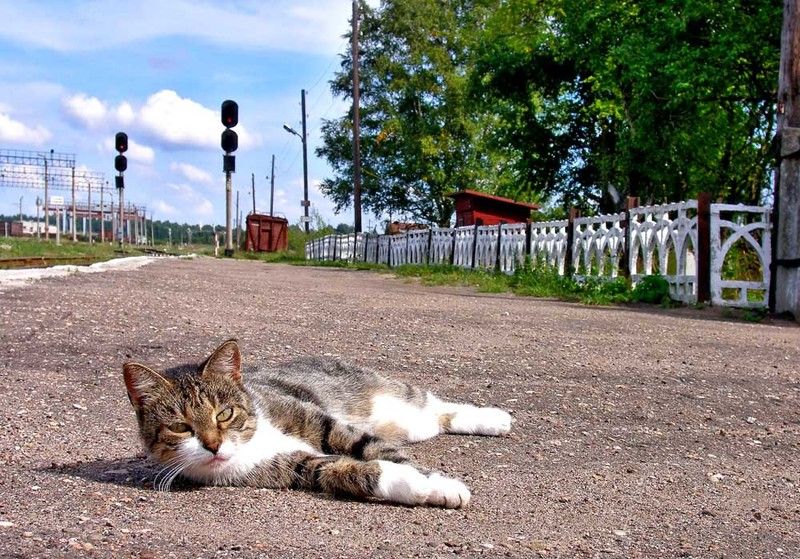 Бологое-2, перрон, кот,Хозяин станции, Владимир Хозяин станции фото превью