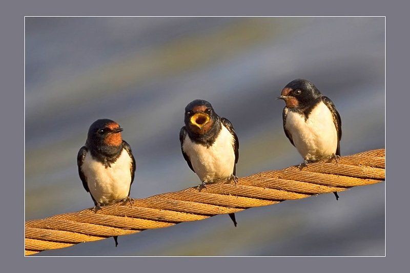 Пернатое трио фото превью