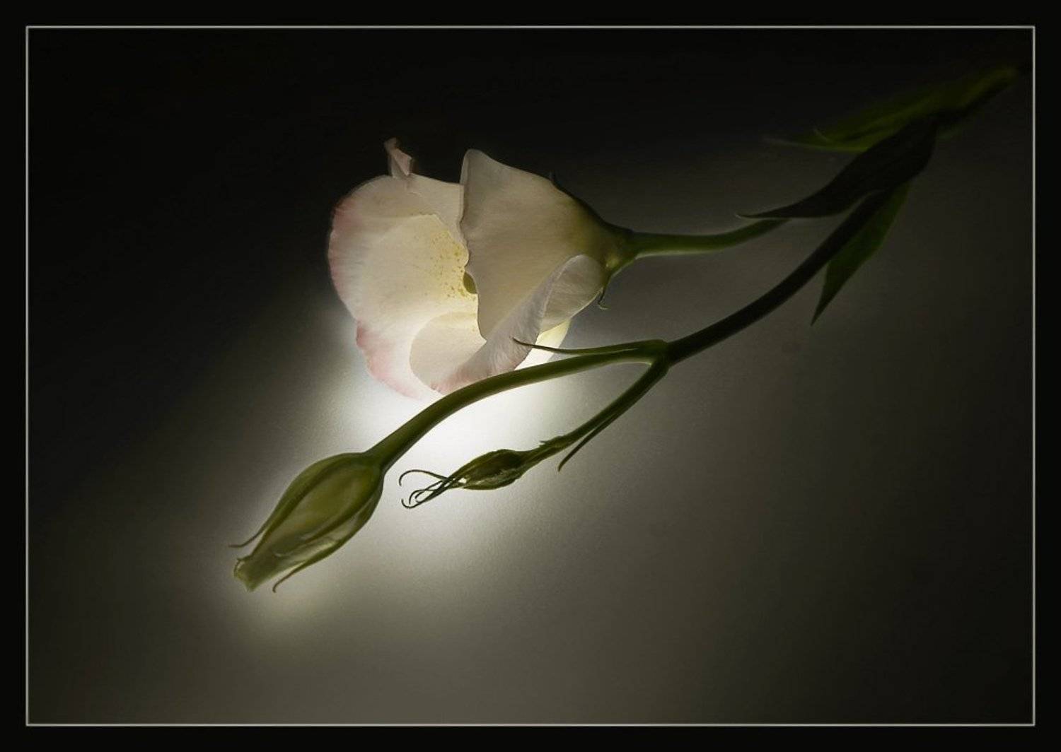 эустома, Milena