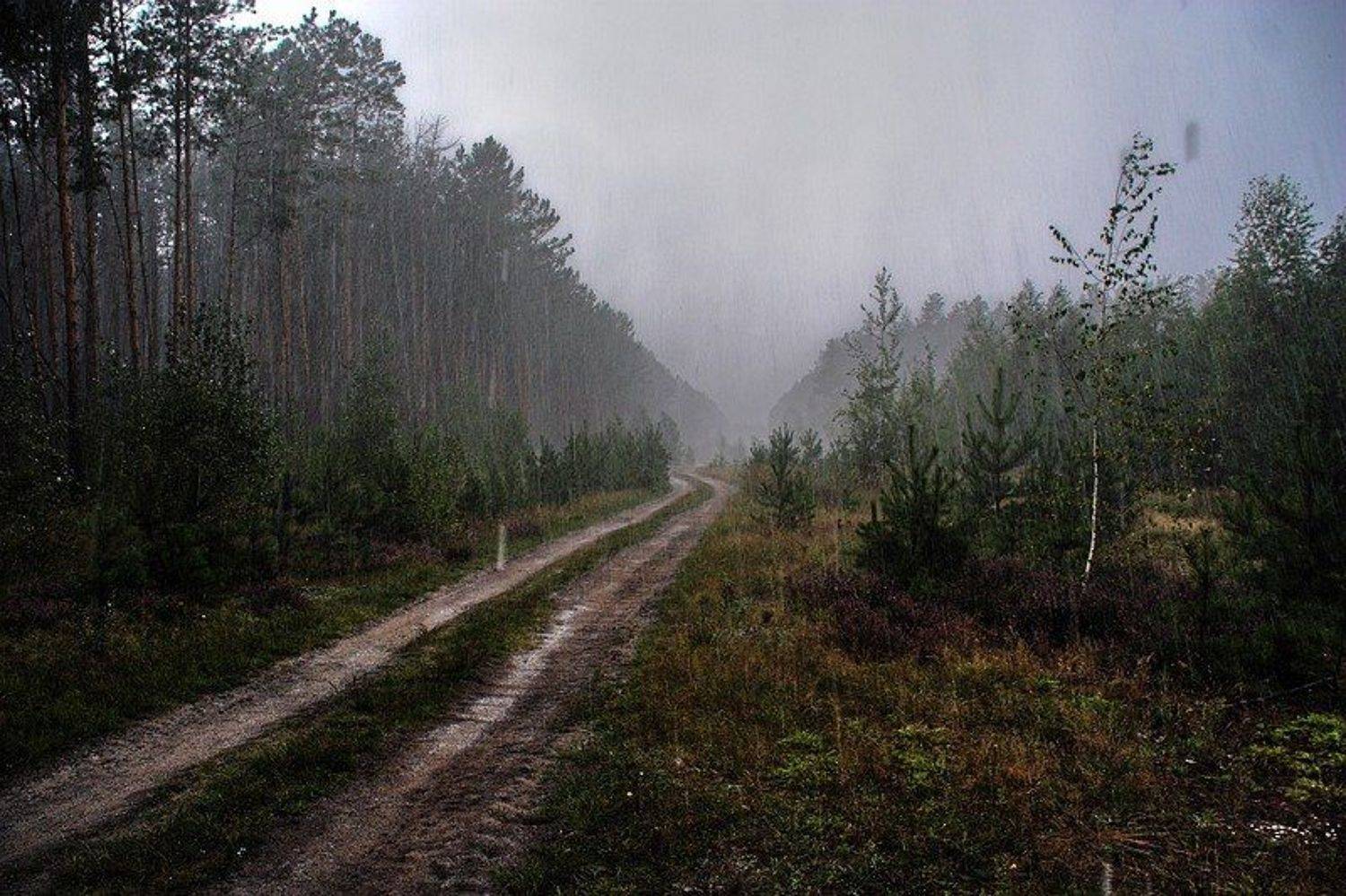 лес, гроза, ливень, V'SokolOff