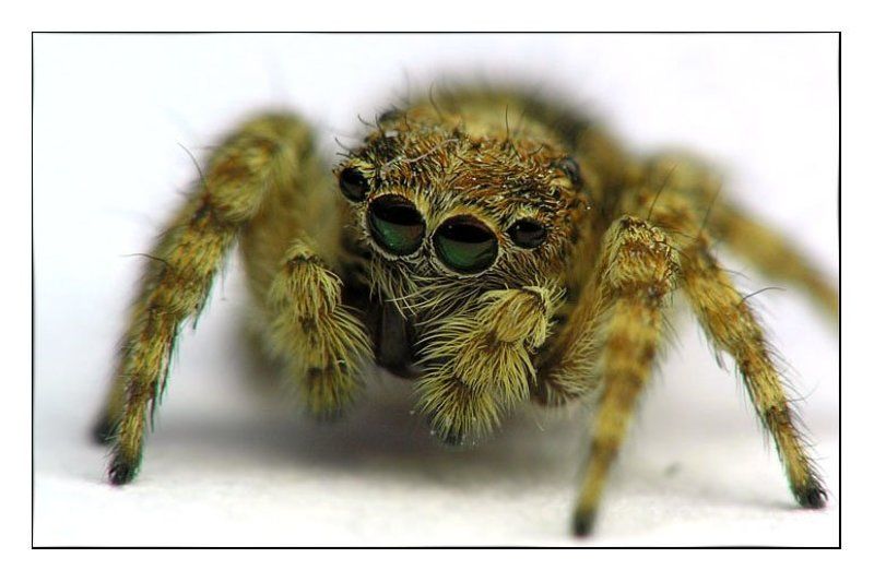 как mini Cooper фото превью