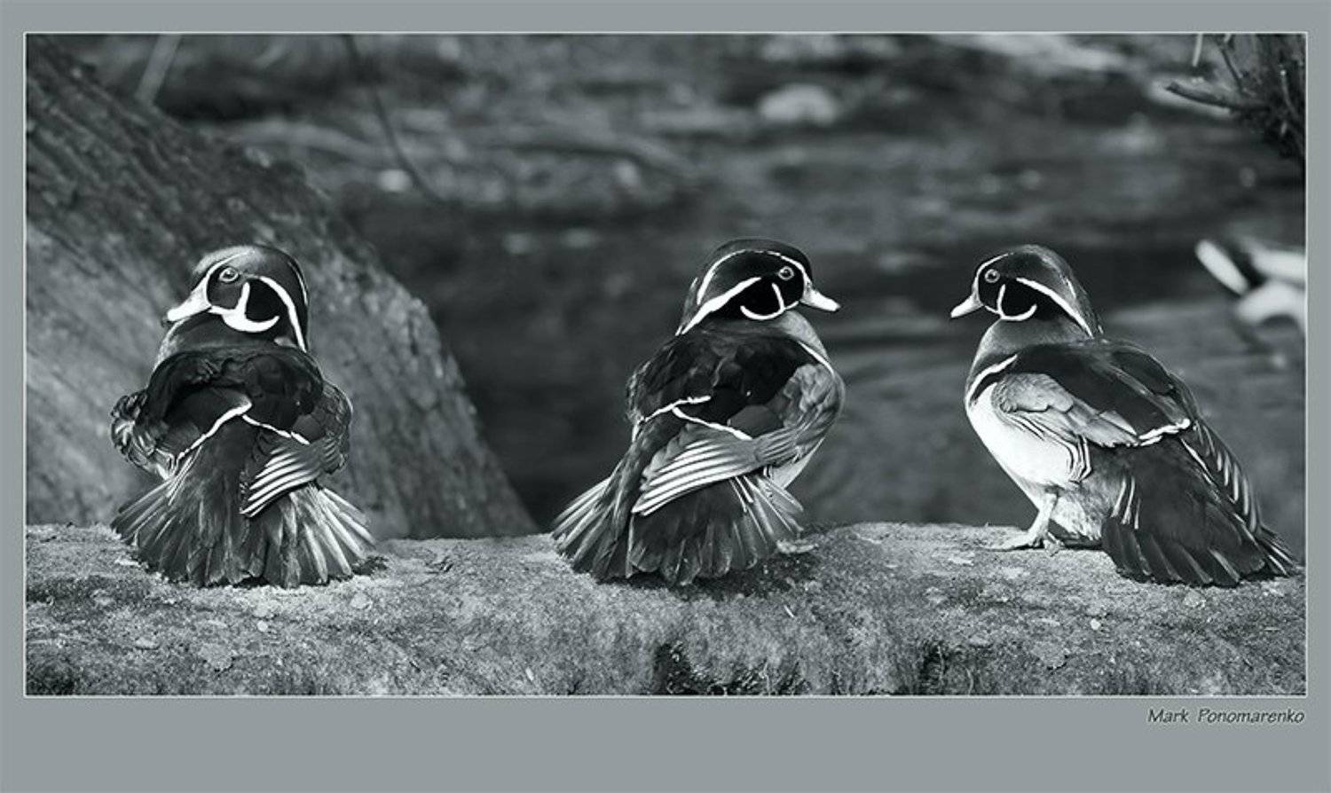 утки, каролинские, Марк Пономаренко