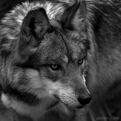 mexican wolf