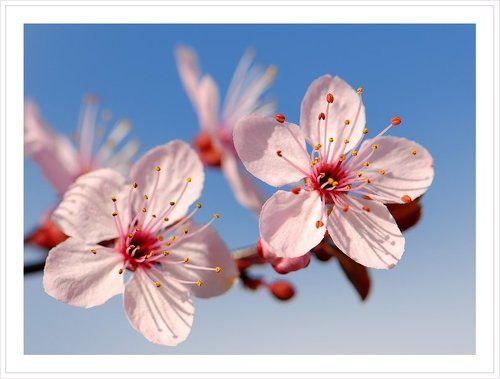 Розовая весна