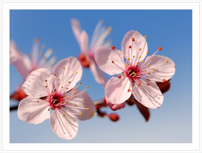 розовые, цветы, весна Розовая весна фото превью