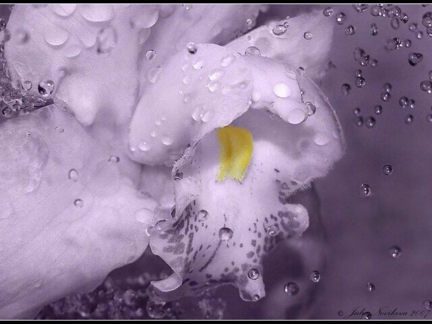 орхидея, капли, Julia Novikova (Karrol)