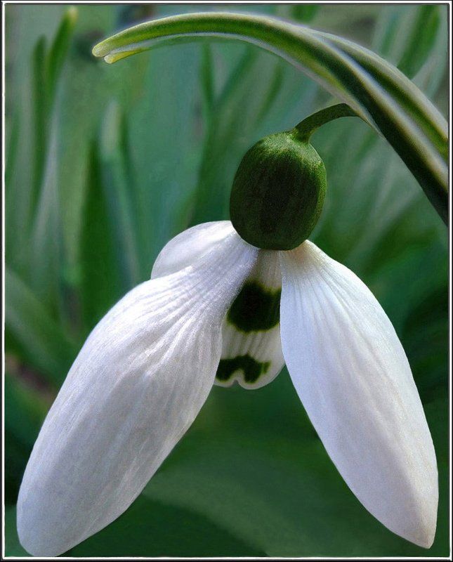 Природа,весна, цветы, подснежник, нежность Вестник фото превью