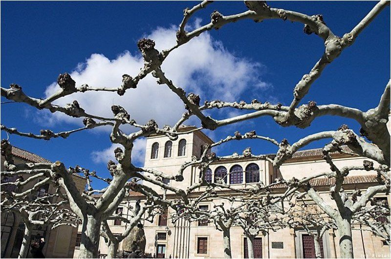 Испания, Замора, небо, платаны Небо в клетку. фото превью