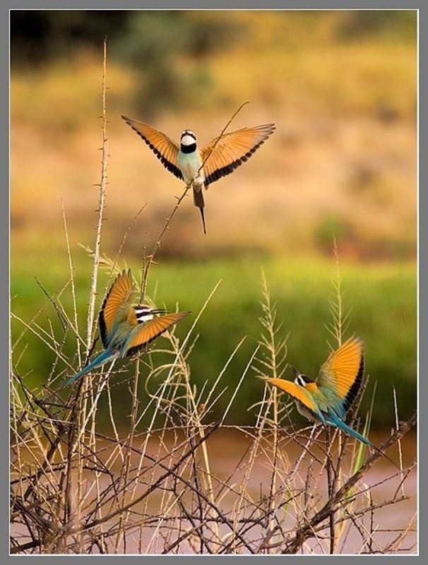 Африка, Кения, саванна, Bee-eaters Утреннее трио! фото превью