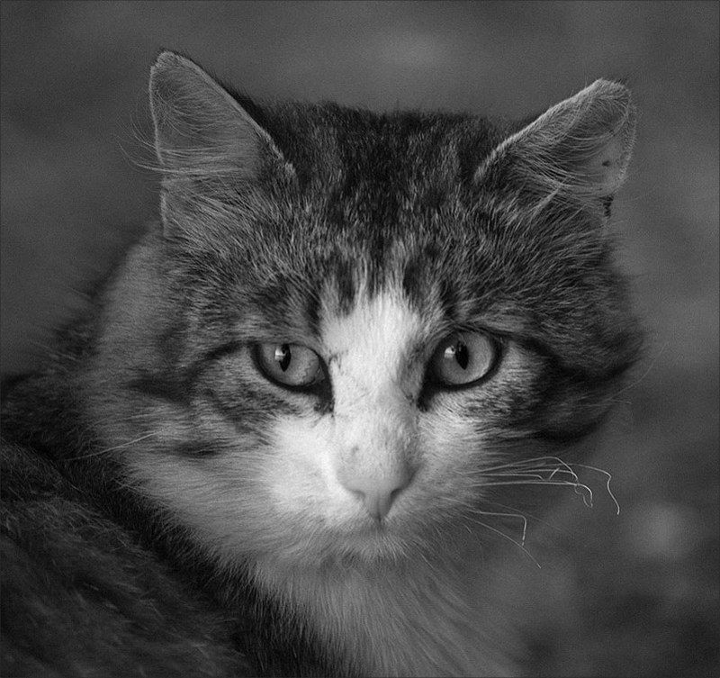 Романтик с большой дороги фото превью