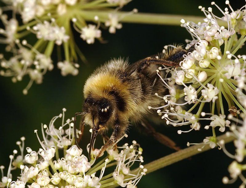 шмель, макро, цветы \